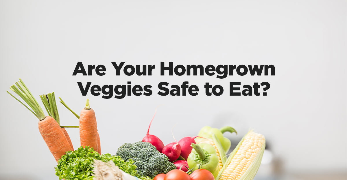 Are Your Homegrown Veggies Safe to Eat?