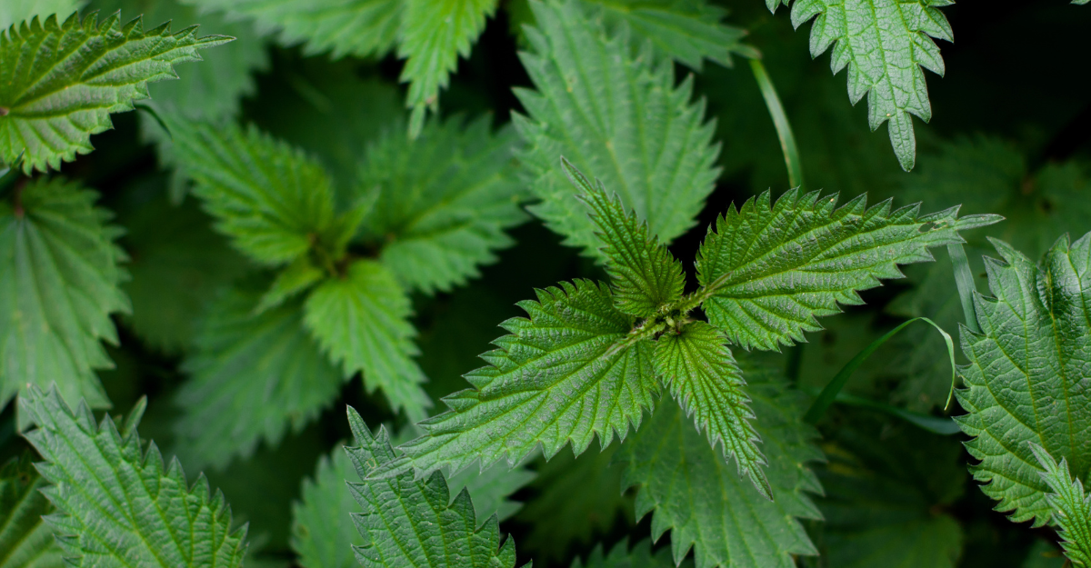 herbs for immune support