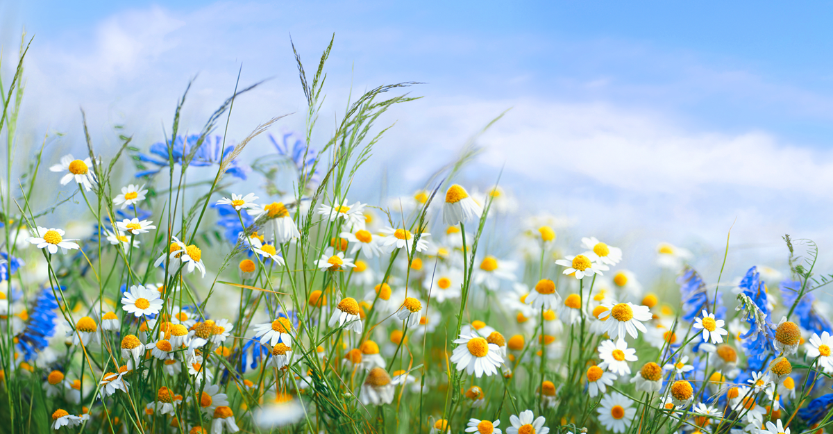 An outdoor meadow full of flowers and grass