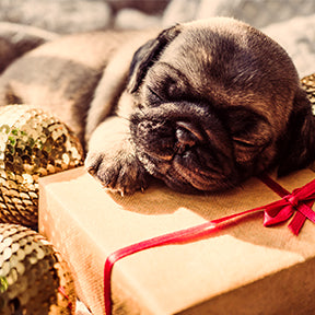 Think Twice Before Gifting a Pet for The Holidays