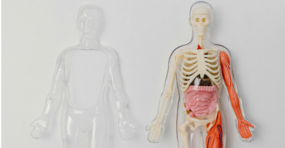 Skeletal image
