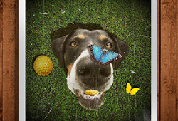 Joint Supplements for Dogs
