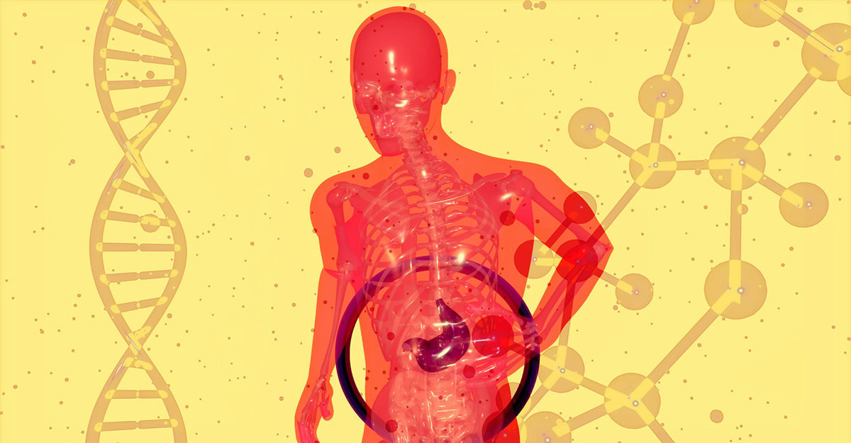 A translucent red human with visible internal organs grabbing the stomach against a yellow background with DNA and molecular structures.