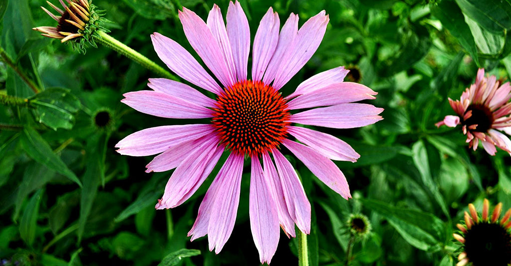 Echinacea vs Elderberry: Which Boosts Immunity Better?