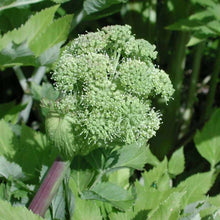 Angelica plant with delicate white-green umbrella-shaped flower cluster and serrated green leaves with reddish stem.