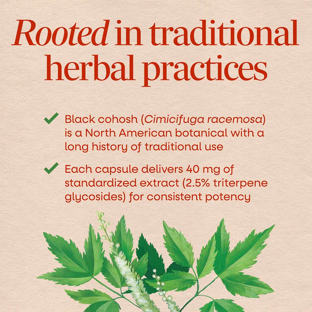 Black cohosh plant with green leaves and small white flowers displayed below product information text.