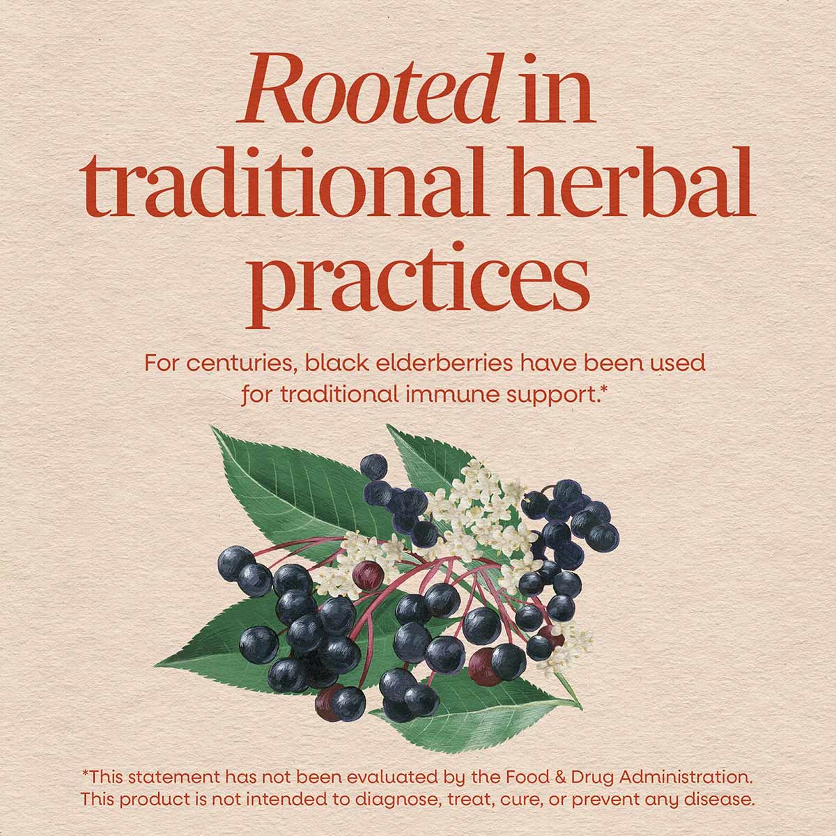 Black elderberries with green leaves and white flowers on beige background with red text about traditional herbal practices.