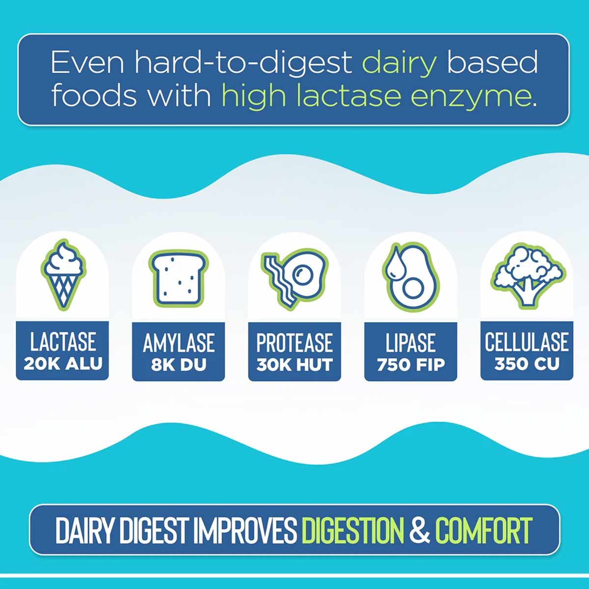 Infographic displaying five enzyme types with icons: lactase, amylase, protease, lipase, and cellulase on turquoise backgroun
