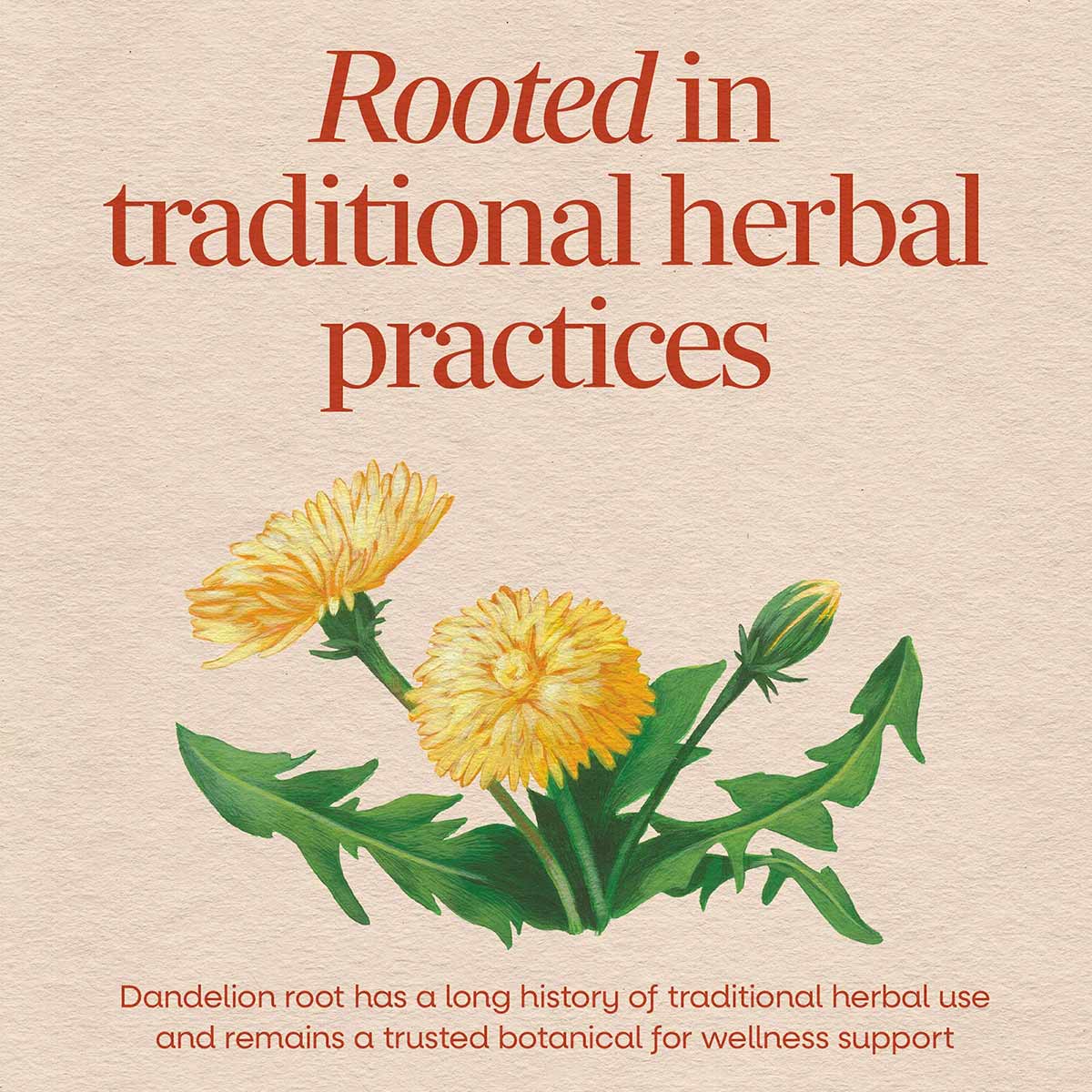 Botanical illustration of yellow dandelion flowers with green leaves and stems on beige background with red text.