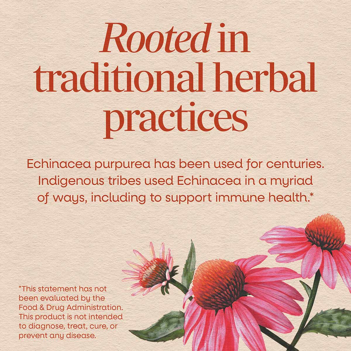 Echinacea purpurea flowers with pink petals and reddish-brown centers on beige background with red text.