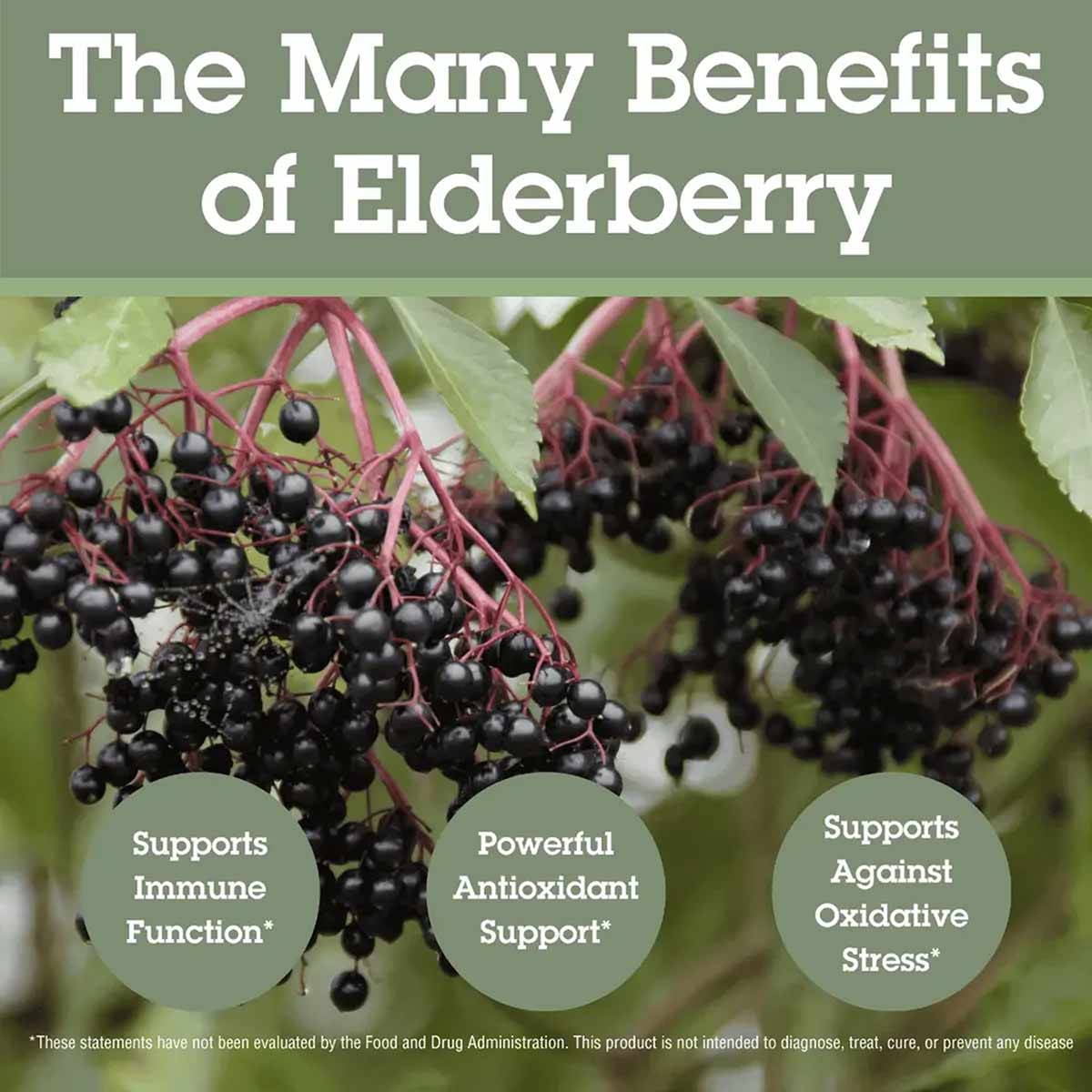 Black elderberries on pink stems with green leaves and text about elderberry benefits.