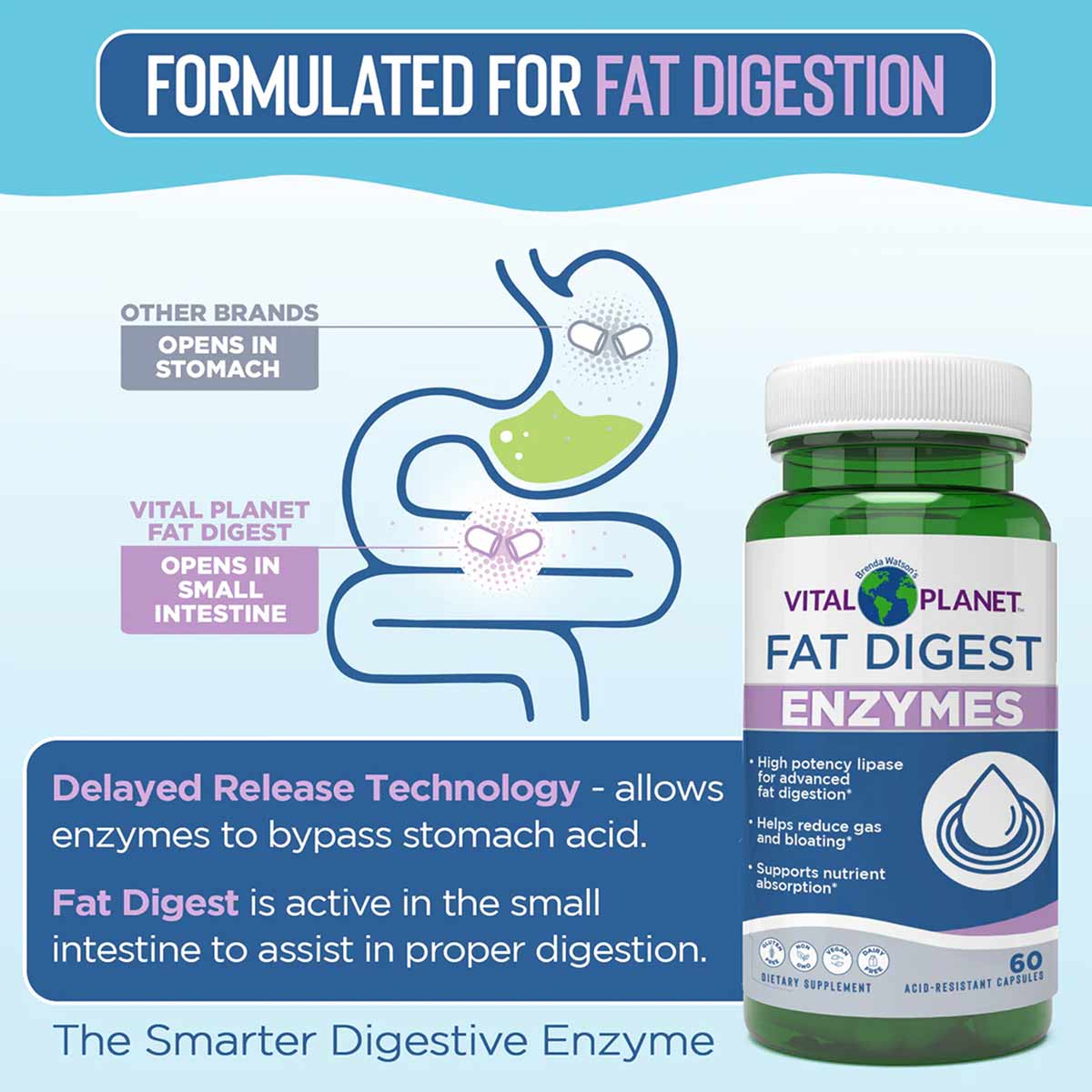 Vital Planet Fat Digest Enzymes bottle with white cap next to digestive system diagram on light blue background.