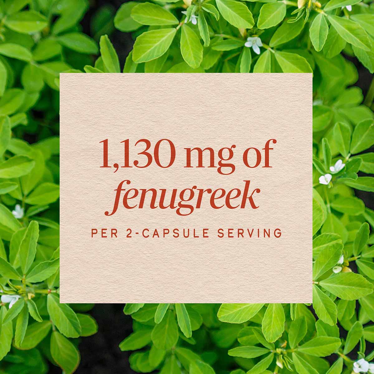 Cream-colored product label displaying "1,130 mg of fenugreek per 2-capsule serving" over green fenugreek plant foliage backg