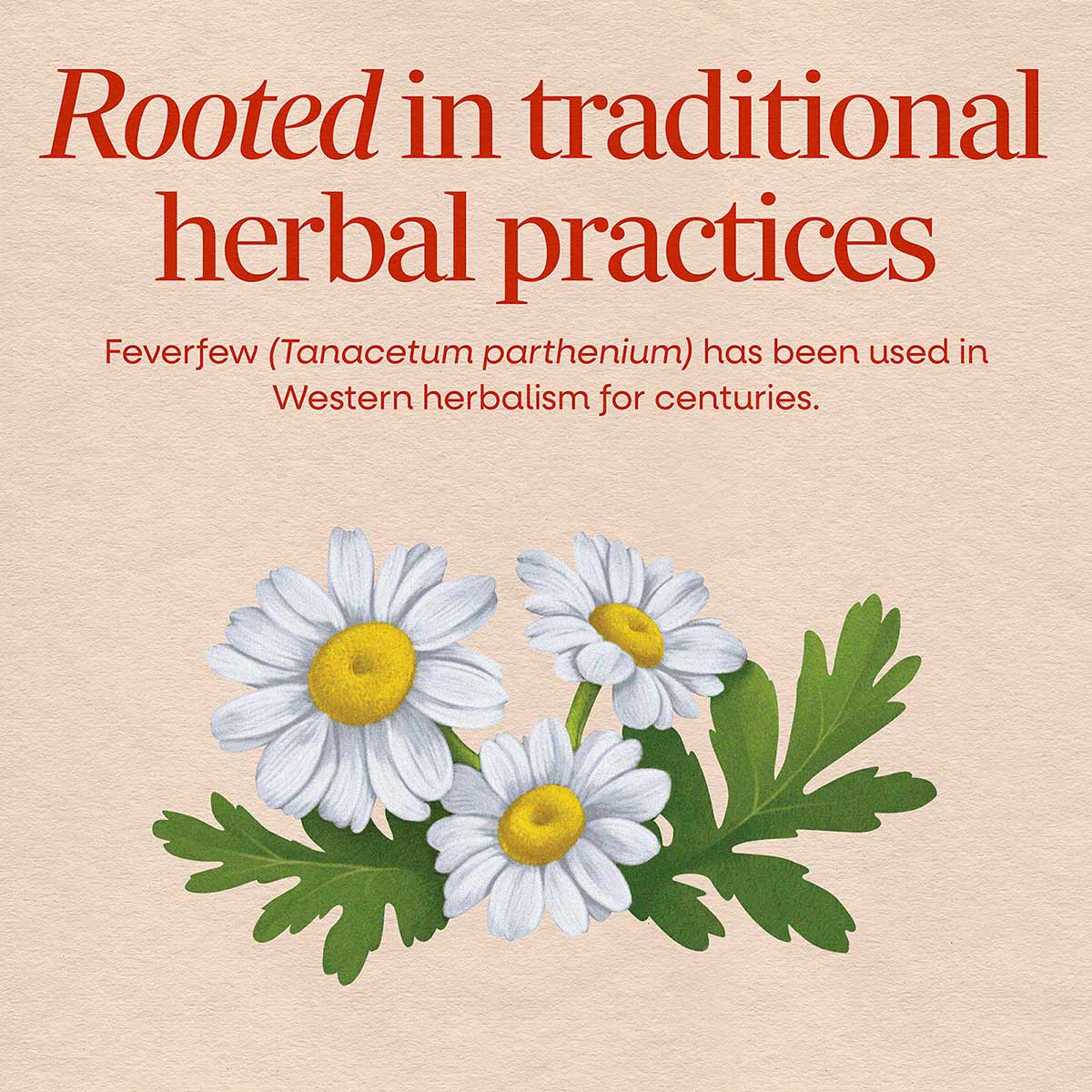 Illustrated feverfew plant with white daisy-like flowers and yellow centers alongside green lobed leaves on beige background.