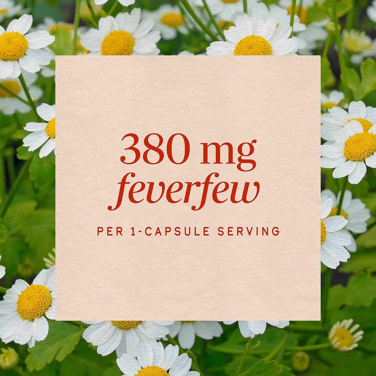 Beige label displaying "380 mg feverfew per 1-capsule serving" overlaid on white and yellow daisy flowers with green foliage.