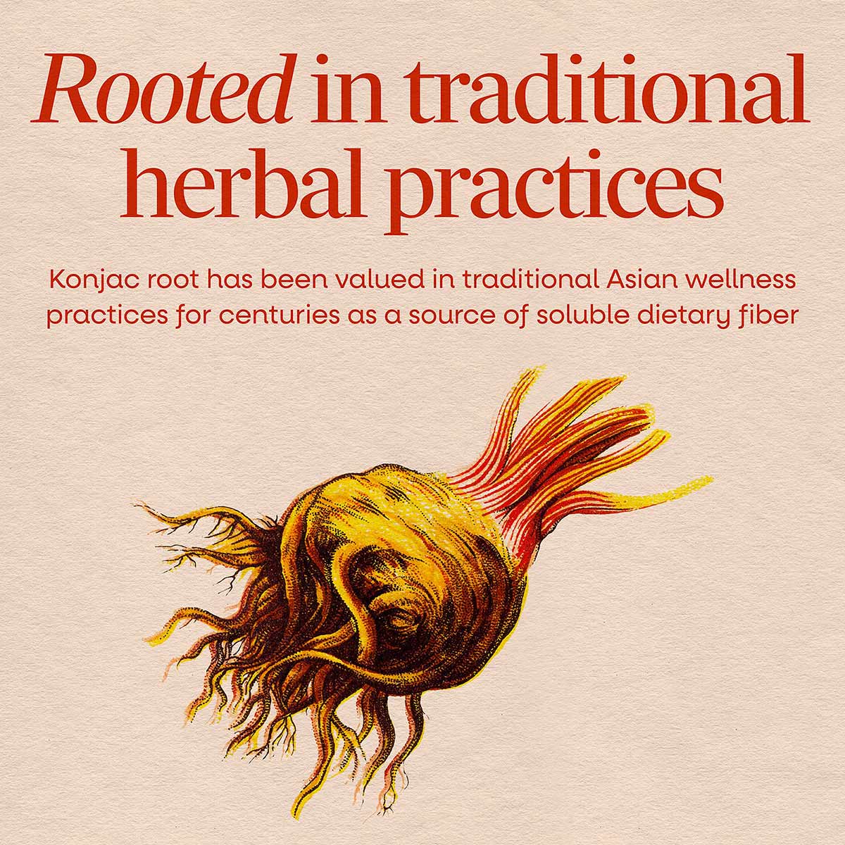 Illustrated konjac root with red and yellow stems on beige background with text about traditional herbal practices.