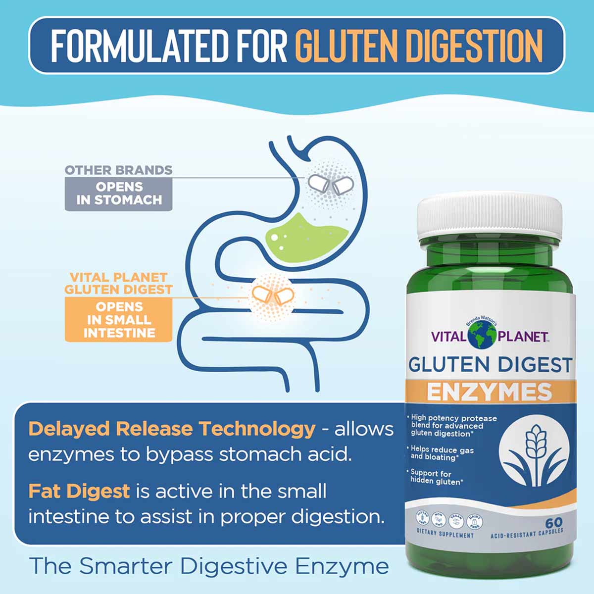 Vital Planet Gluten Digest Enzymes bottle with white cap and green label, 60 capsules, displayed next to digestive system dia