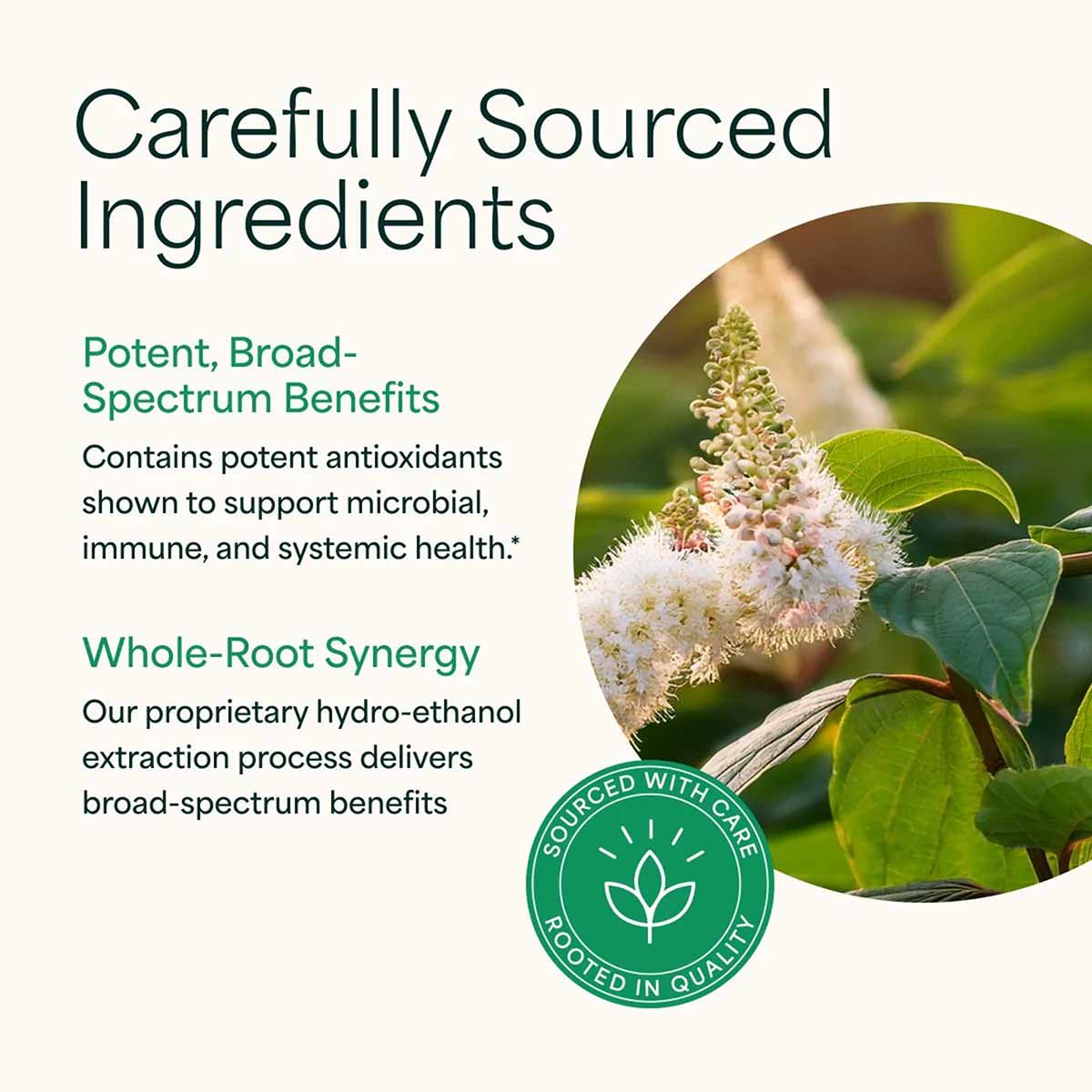 Japanese knotweed plant with cream-colored flower clusters and green leaves shown alongside product information text.