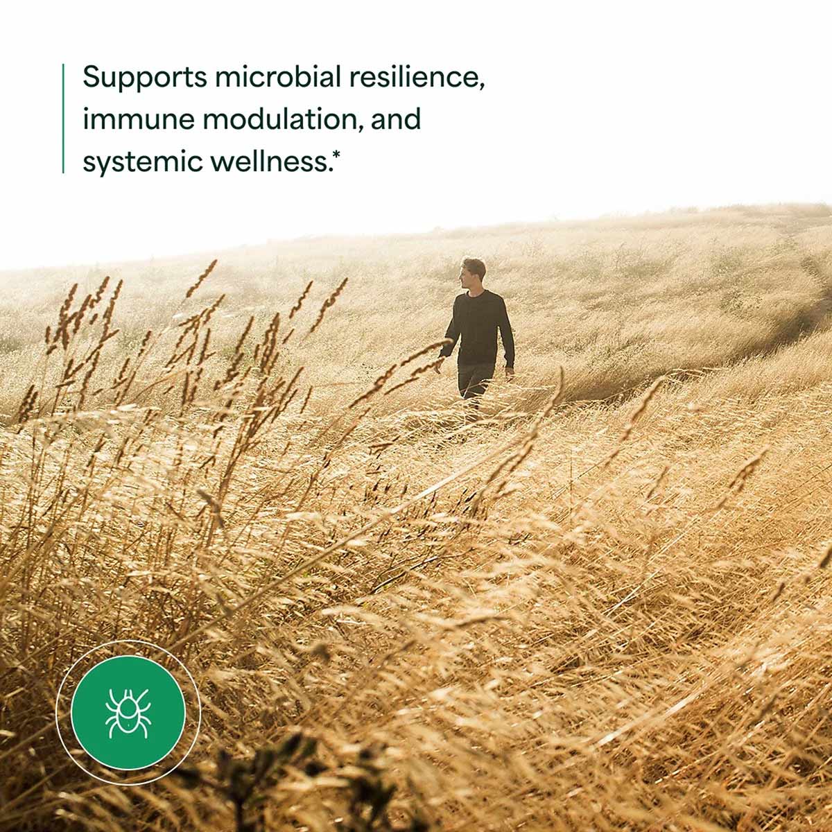 NutraMedix Japanese Knotweed supplement package with person walking through dry grass field and green circular logo with tick