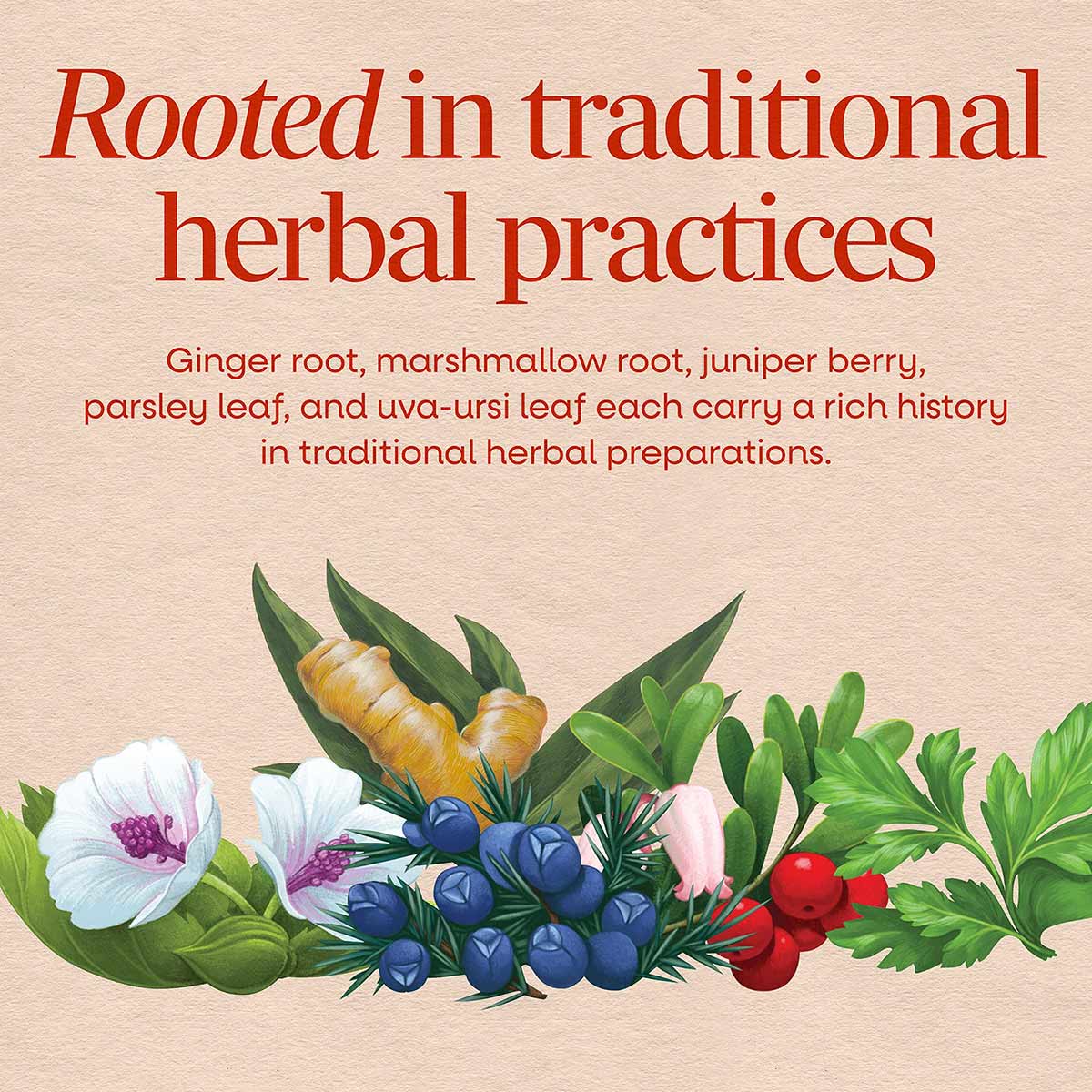 Botanical illustration featuring ginger root, marshmallow flowers, juniper berries, parsley, and uva-ursi leaf on beige backg