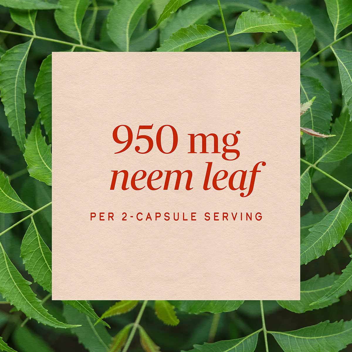 Cream label on neem leaf background displaying "950 mg neem leaf per 2-capsule serving" in red text.