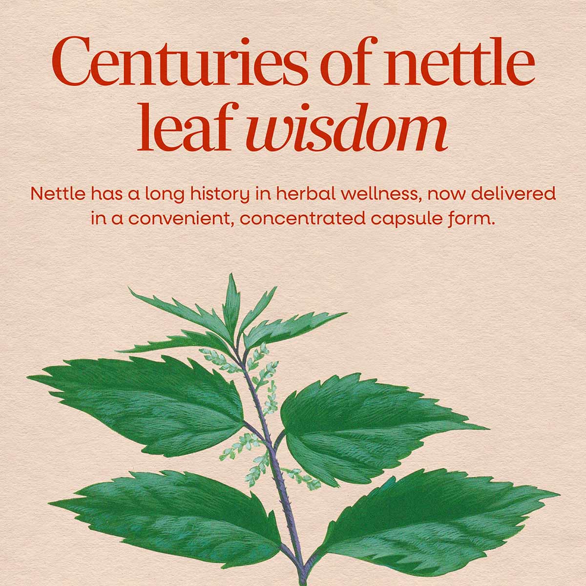 Nettle leaf supplement bottle showing green nettle plant illustration with leaves and stem on beige background.