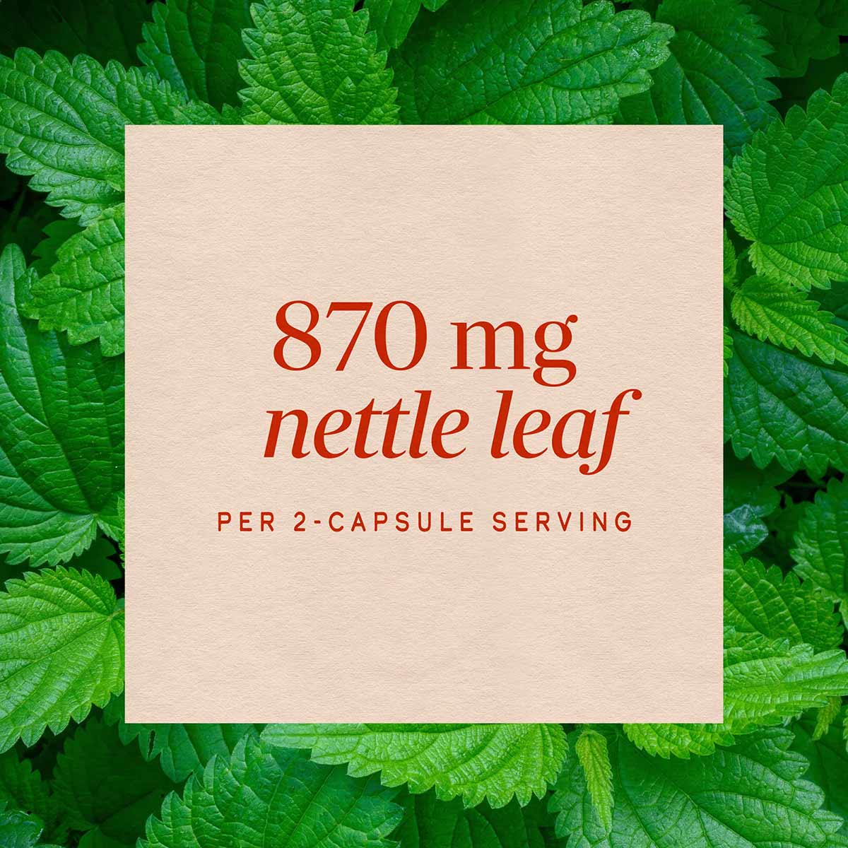 Cream-colored label with red text reading "870 mg nettle leaf per 2-capsule serving" overlaid on fresh green nettle leaves.