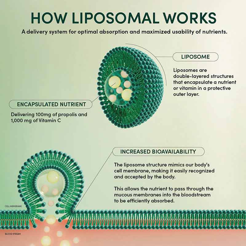 Propolis Stress Support Liposomal, 30 Packets, by Beekeeper's Naturals, image #5