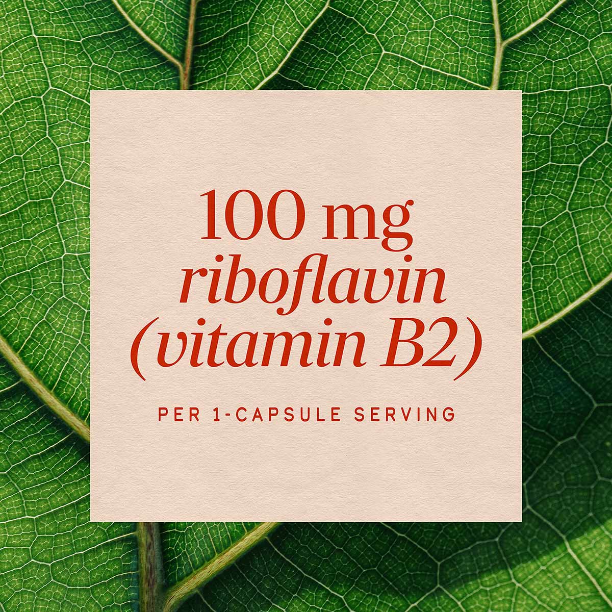 Cream-colored label displaying "100 mg riboflavin (vitamin B2) per 1-capsule serving" in red text on green leaf background.