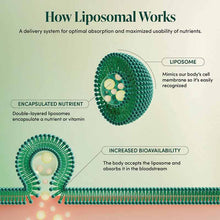 Royal Jelly Brain Health Liposomal, 30 Packets, by Beekeeper's Naturals, image #5