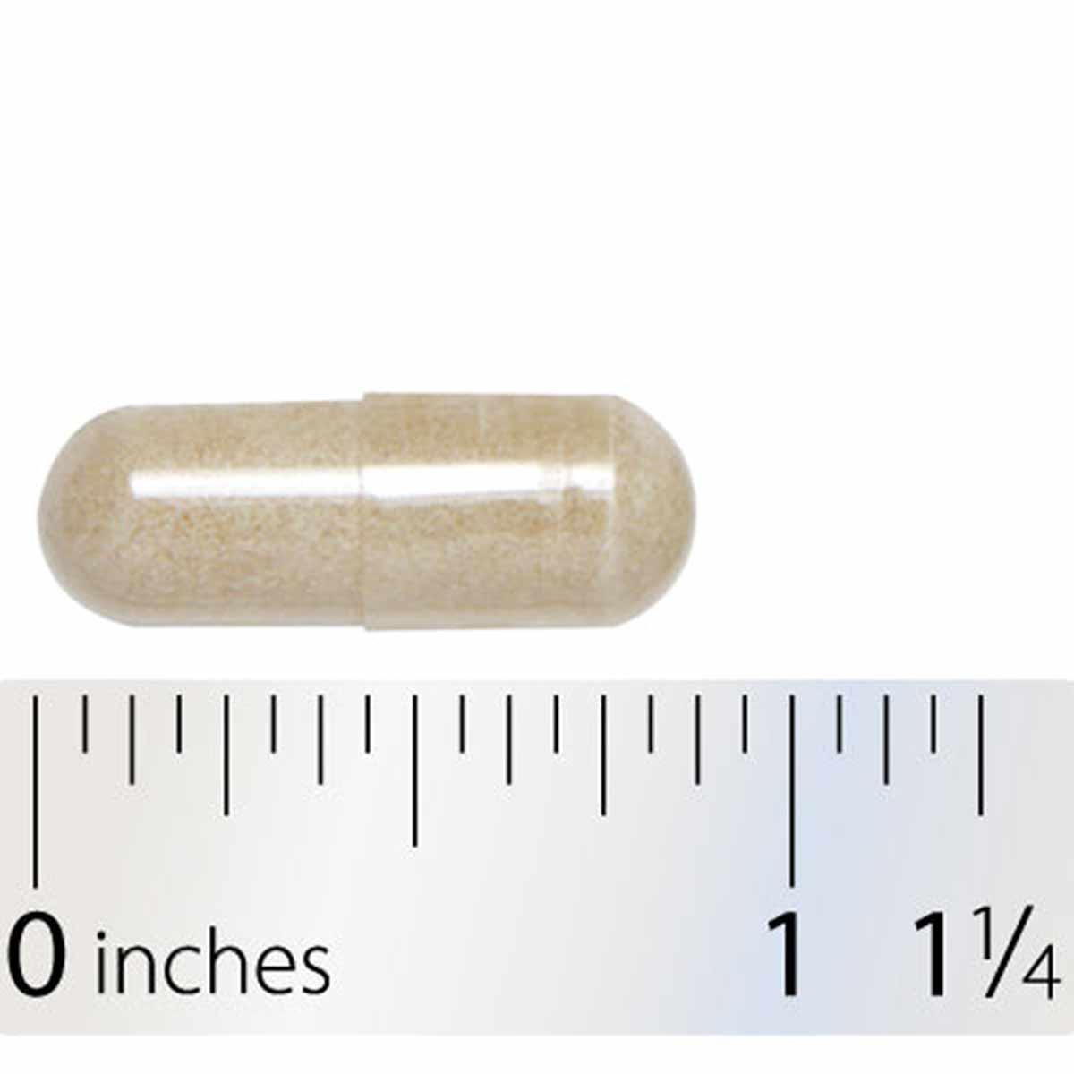 Tan capsule displayed next to ruler showing approximately one inch in length.
