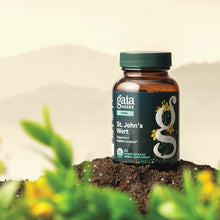 Gaia Herbs St. John's Wort bottle with green cap sitting on soil surrounded by yellow flowers and green foliage.