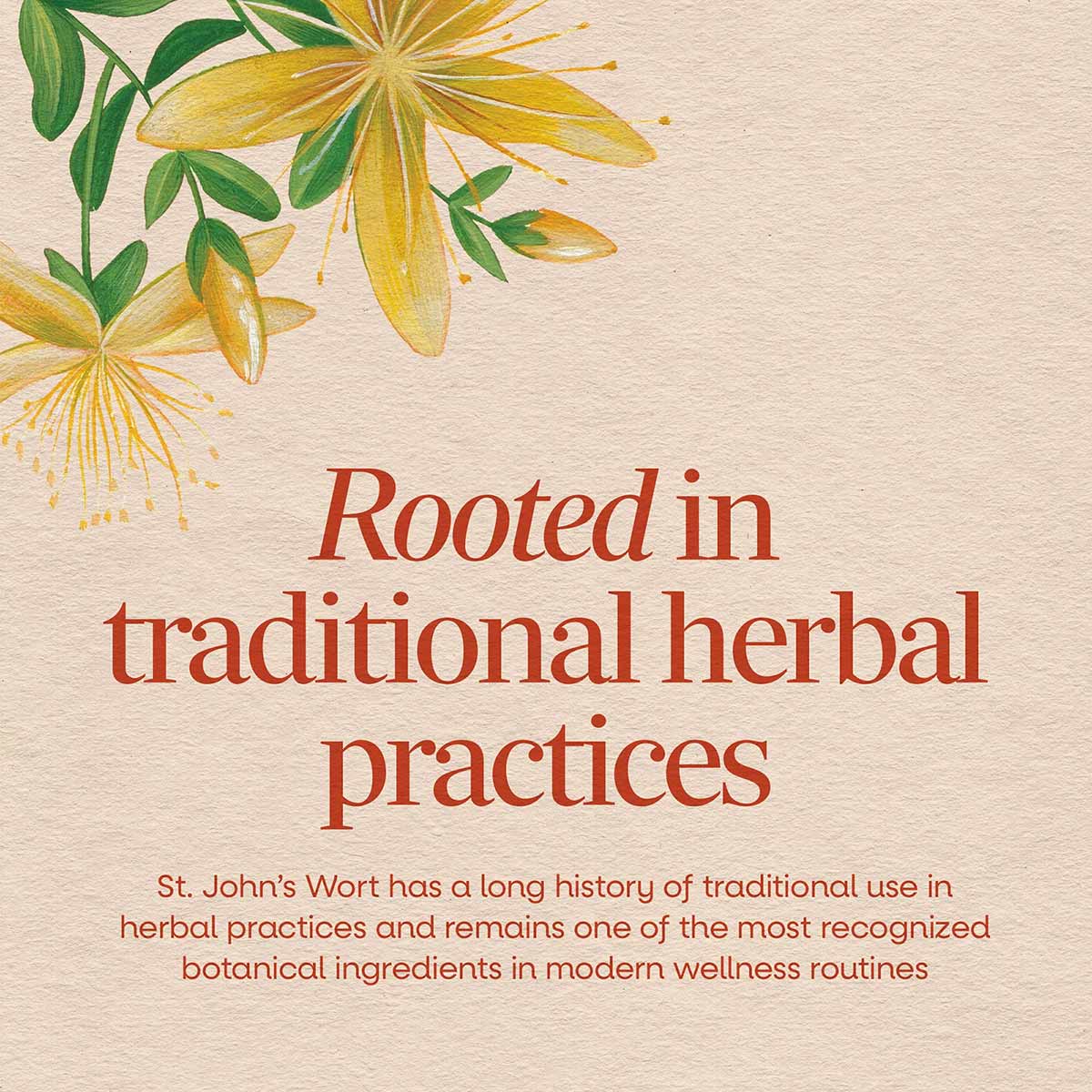 Yellow St. John's Wort flowers with green leaves on beige background with text about traditional herbal practices.
