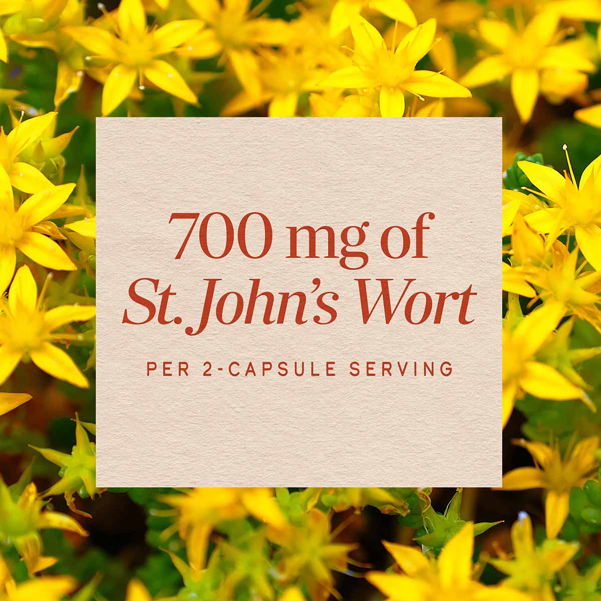 Cream label displaying "700 mg of St. John's Wort per 2-capsule serving" overlaid on yellow flowering plant background.