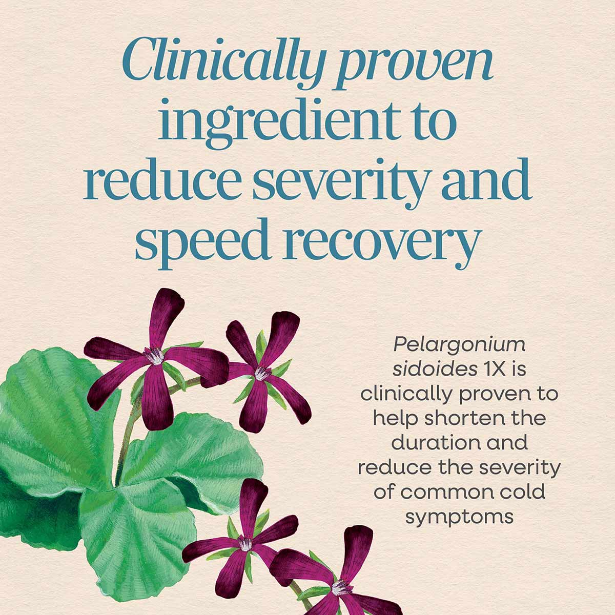 Purple flowers with green leaves on beige background with text about cold care ingredient Pelargonium sidoides.