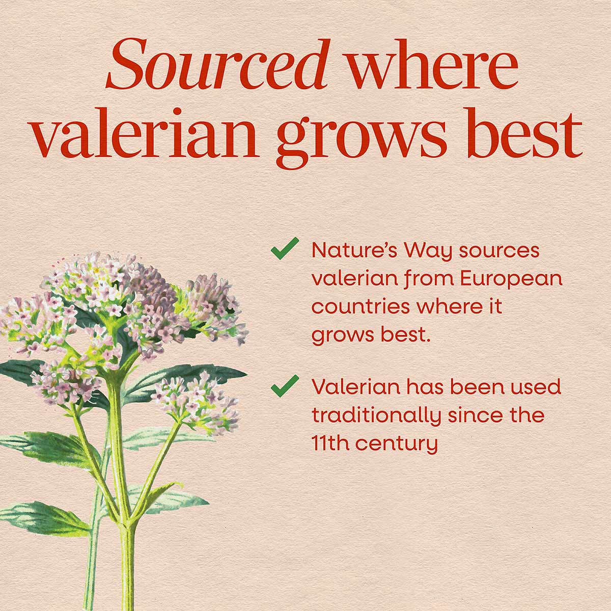 Valerian plant with pink and white clustered flowers and green stems on beige background with text about sourcing.
