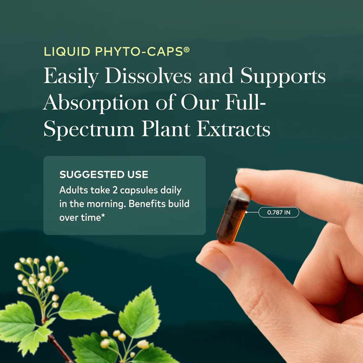 Hand holding a small amber liquid phyto-cap capsule with vitex berry plant shown below on teal background.