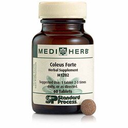 Coleus Forte 1