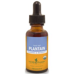 Plantain Extract