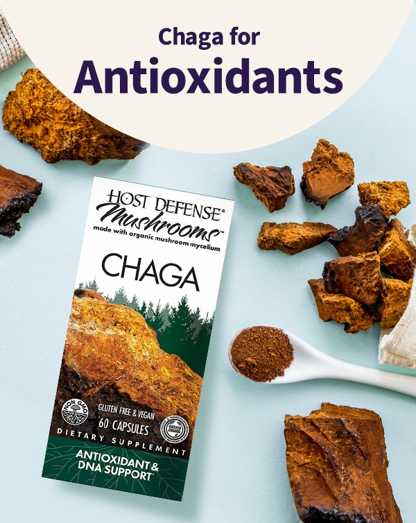 Chaga for Antioxidants