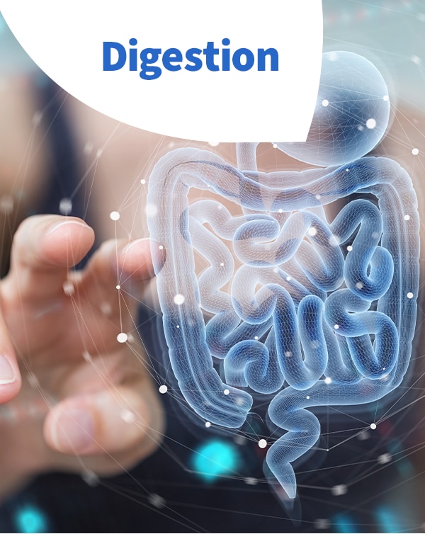 Digestion