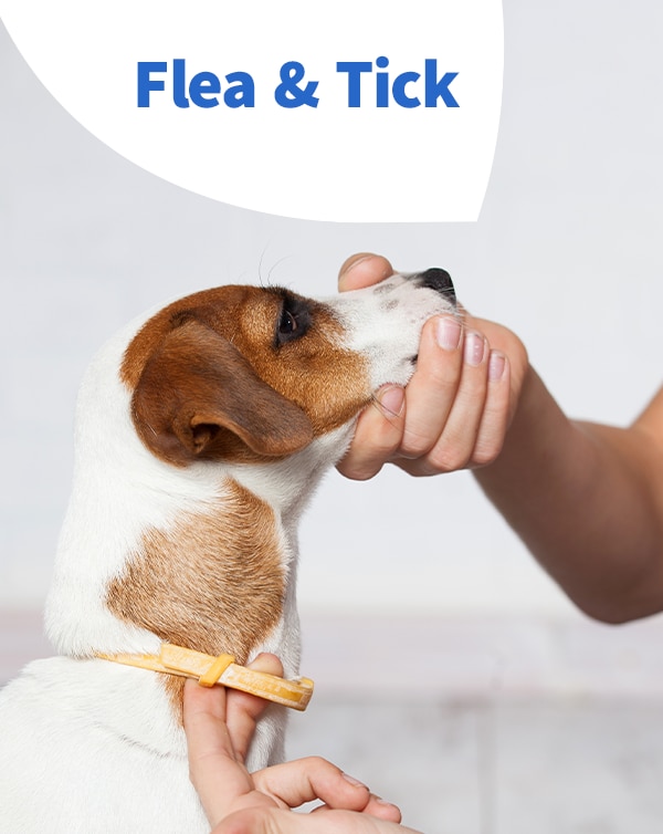 Flea & Tick